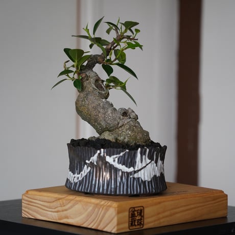 CATEGORY 根本峻吾【 S.N.Pot 】植木鉢作品 笠間焼 | 陶賊 -TOUZOKU