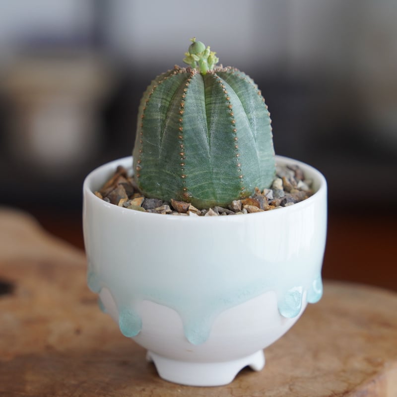 ユーフォルビア オベサ S 種付き〈メス〉 × 小林哲也 作「雫」2.5号