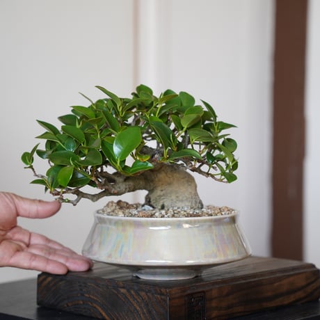 陶賊 -TOUZOKU- bonsai & pottery