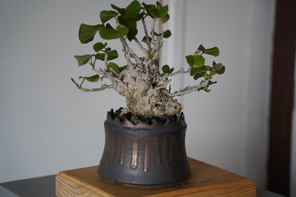 78］オオハマボウ Hibiscus Tiliaceus × 根本峻吾「 黑焰 - kok