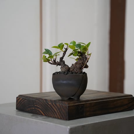 CATEGORY ガジュマル | 陶賊 -TOUZOKU- bonsai & pottery