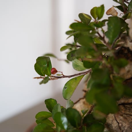 ［02］ハリツルマサキ Gymnosporia diversifolia × なみひら陶房 「シーサー / 雌 」7号鉢 やちむん