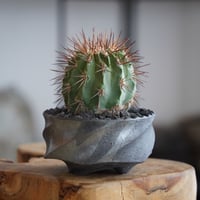 コピアポア ギガンティア × 沖誠 作「Spiral - shallow - 」3号 植木鉢 ［No.05］