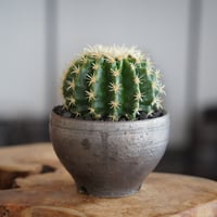 金鯱 短刺  ×  松野然 作「ZEN」3号 植木鉢 ［No.29］