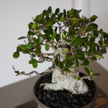 ［65］直幹 ハリツルマサキ Gymnosporia diversifolia × 磯部祐介「瓦」5号鉢 笠間焼