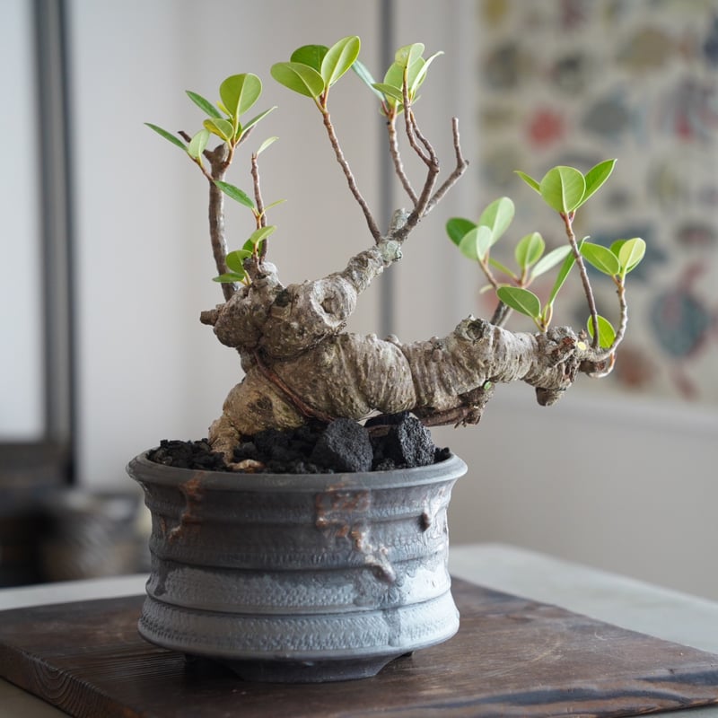 イボガジュマル 琉球盆栽  Yggdrasil ficus microcarpa イボガジュマル