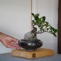 ［30］懸崖 古木ガジュマル Ficus microcarpa × 坂本新 「  LUSTER BLACK 」5号鉢 笠間焼