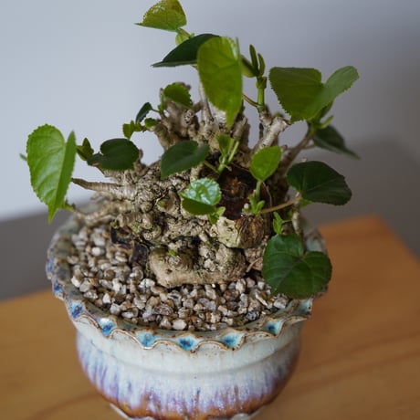 ［28］オオハマボウ Hibiscus Tiliaceus ×  磯部祐介「 円彩 」3.5号鉢 笠間焼