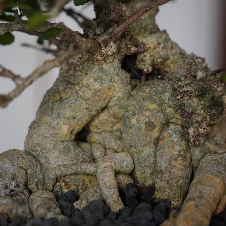［05］ハリツルマサキ Gymnosporia diversifolia × 木村直人 作 「輪花」6.5号鉢