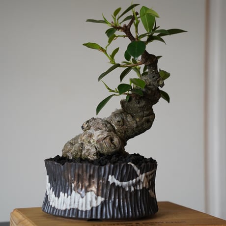 ［18］微イボ 古肌ガジュマル Ficus microcarpa × 根本峻吾 S.N POT type.low「 鐡 - 堕天 - 」5号鉢 笠間焼
