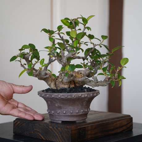 陶賊 -TOUZOKU- bonsai & pottery