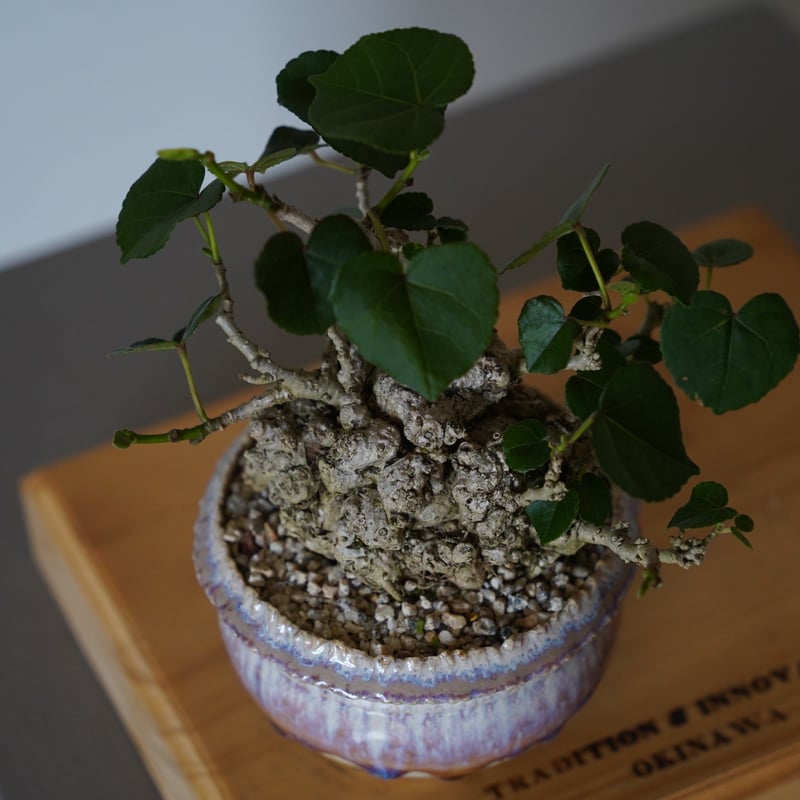 オオハマボウ盆栽　イボ肌 35］イボオオハマボウ Hibiscus Tiliaceus × 磯部祐介「 円彩 」3.