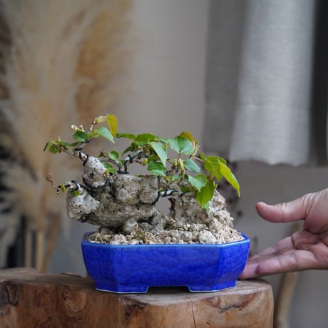 グラキリス | STORES