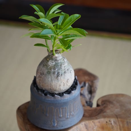 パキポディウム デカリー × 根本峻吾 作 S.N POT type.cylinder「 黑焰 - kokuen - 」4号 植木鉢 ［No.41］