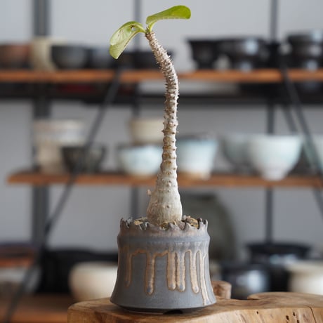 パキポディウム ウィンゾリー × 根本峻吾 作 S.N POT type.cylinder「 黑焰 - kokuen - 」3号 植木鉢 ［No.43］