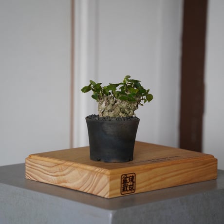 CATEGORY オオハマボウ(ユウナ) | 陶賊 -TOUZOKU- bonsai & po CATEGORY オオハマボウ(ユウナ) | 陶賊 -TOUZOKU- bonsai & po