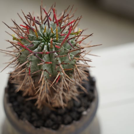 ユーフォルビア ホリダ 木質化 ×  根本峻吾 作  S.N POT type.cylinder 「黒焔」3号 植木鉢 ［No.09］