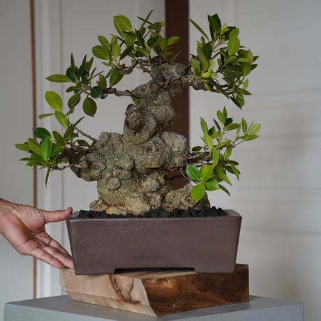 CATEGORY ガジュマル | 陶賊 -TOUZOKU- bonsai & pottery