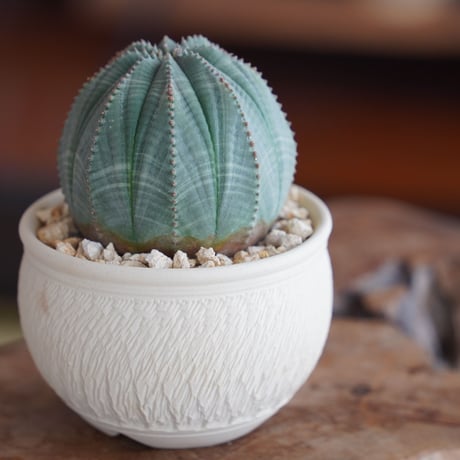 ユーフォルビア オベサ 美形 φ8cm〈メス〉 × 與那嶺大輔 作「琉球飛び鉋 白」3号 植木鉢 ［No.39］