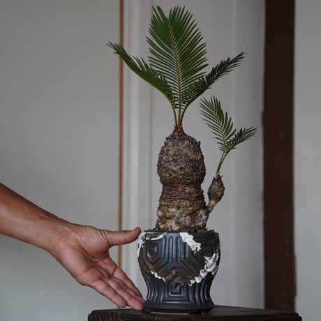 ［61］姫ソテツ Cycas revoluta × 根本峻吾 S.N POT type.round「鐡 - 堕天黒 - 」4号鉢 笠間焼