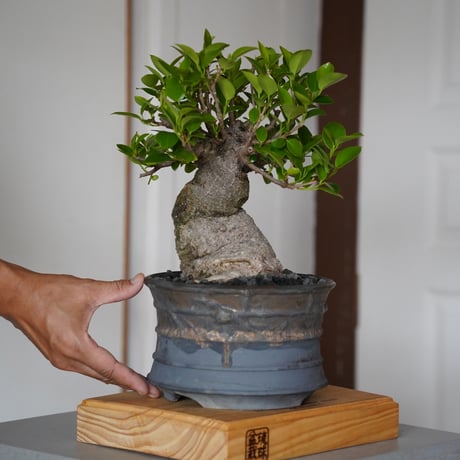 陶賊 -TOUZOKU- bonsai & pottery