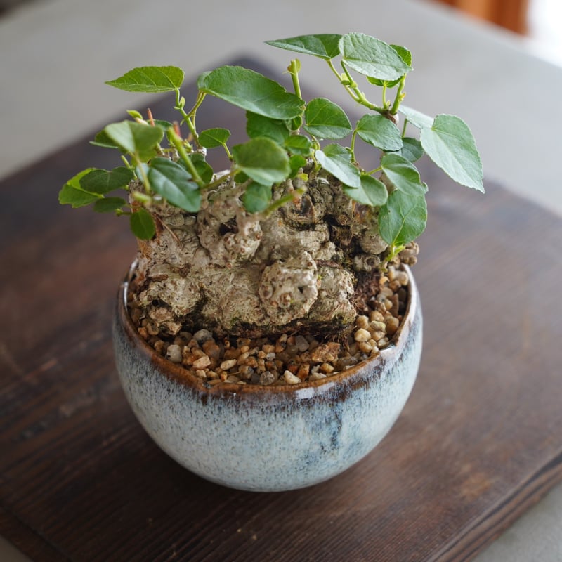 オオハマボウ塊根植物イボ肌琉球盆栽沖縄盆栽