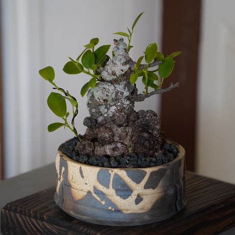 ［06］イボガジュマル Ficus microcarpa ×  沼野秀章 作「 黒二白 」4号鉢 笠間焼