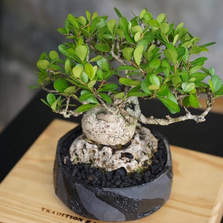 ［05］石ノ上ニ ハリツルマサキ Gymnosporia diversifolia ×  穂高隆児「 暁 - AKATSUKI - 」4号鉢