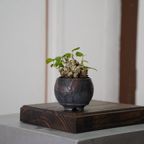陶賊 -TOUZOKU- bonsai & pottery