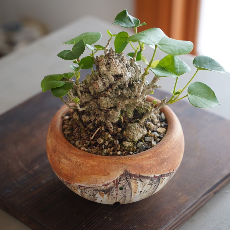 オオハマボウ　イボイボ　塊根植物　観葉植物　プラントハンター　鉢 オオハマボウ イボイボ 塊根植物 観葉植物 プラントハンター 鉢