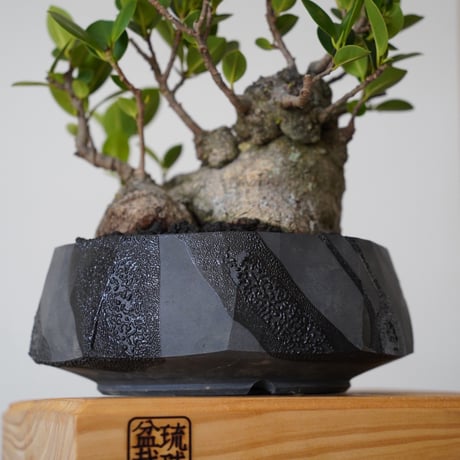 ［08］低重心ガジュマル Ficus microcarpa × 穂高隆児 「 暁 」6号鉢 笠間焼