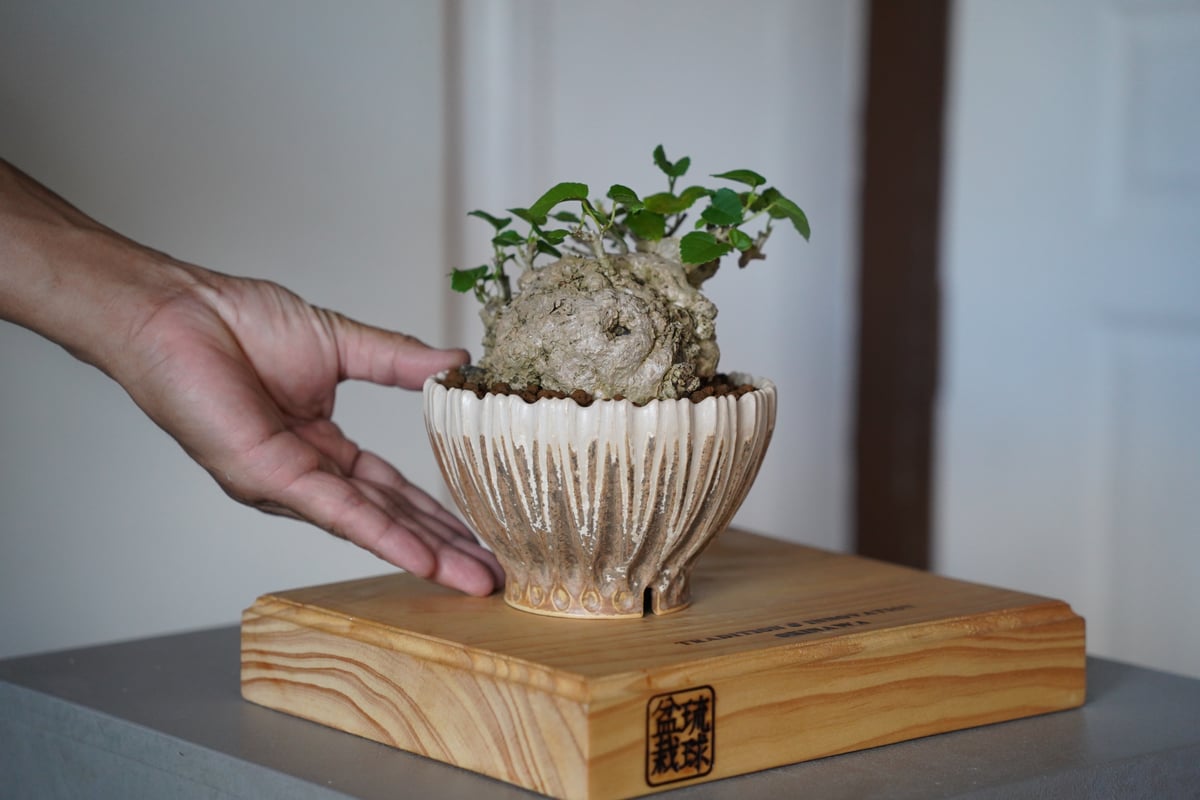 オオハマボウ　石肌　アカザカズラ　イボ肌　タレ鉢　琉球盆栽 オオハマボウ 石肌 アカザカズラ イボ肌 タレ鉢 琉球盆栽