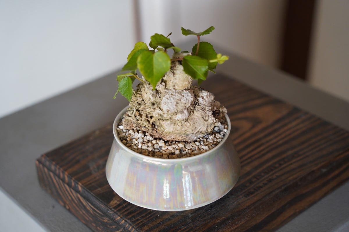 13］ミニオオハマボウ Hibiscus Tiliaceus × 坂本新 作「 LUSTER