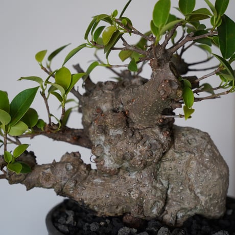 ［29］やかん イボガジュマル Ficus microcarpa × 根本峻吾 S.N POT type.low「 鐡 - 堕天 - 」6号鉢 笠間焼