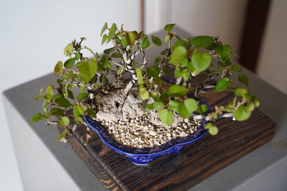 イボ扁平オオハマボウ 良形 作家鉢付 イボ扁平オオハマボウ 良形 作家鉢付