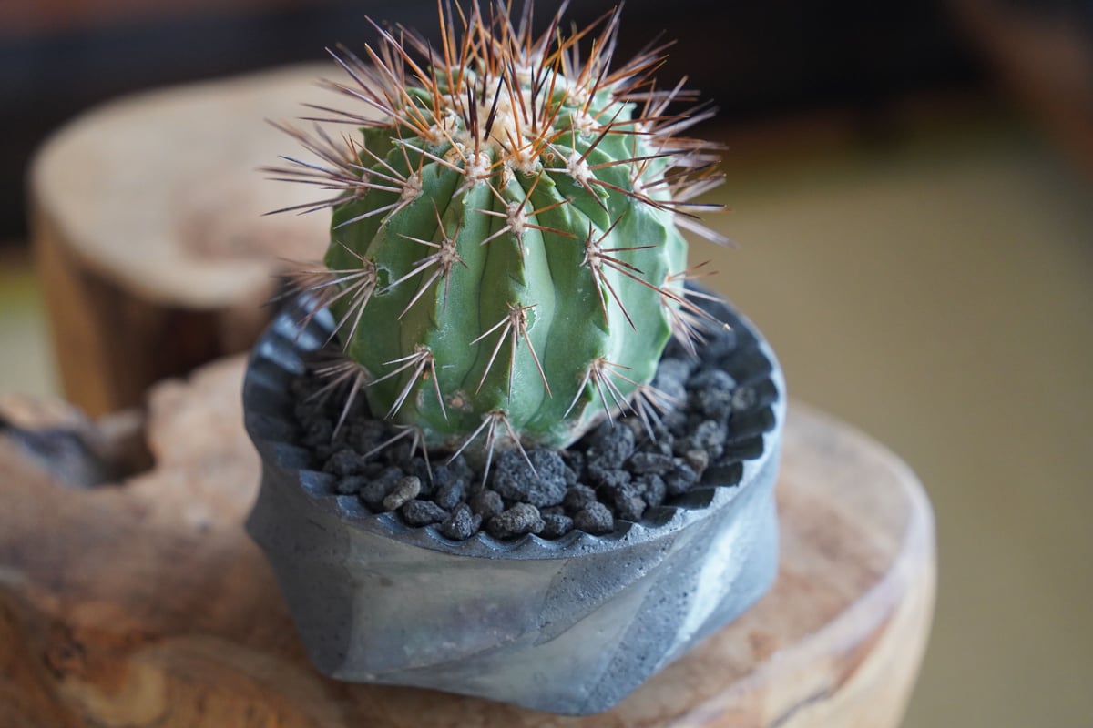 現地球 大株コピアポア ギガンティア Copiapoa 鉢ごと発送 現地球 大株コピアポア ギガンティア Copiapoa 鉢ごと発送 現地