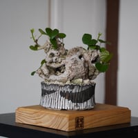 ［15］骸骨オオハマボウ Hibiscus Tiliaceus ×  根本峻吾「 鐡 - 堕天 - 」5号鉢 笠間焼