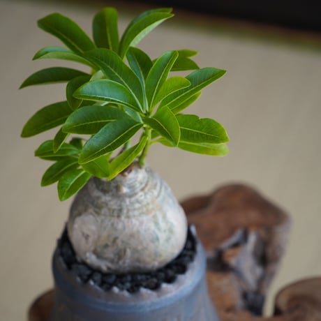 パキポディウム デカリー × 根本峻吾 作 S.N POT type.cylinder「 黑焰 - kokuen - 」4号 植木鉢 ［No.41］