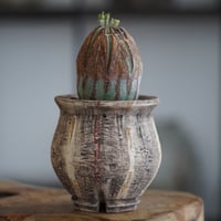 ユーフォルビア オベサ 木質化 φ7.5cm〈メス〉 × 杉山悠 作 4号 植木鉢