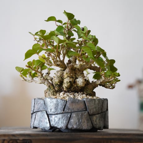 ［06］一級品 小葉イボオオハマボウ Hibiscus Tiliaceus × 沖誠 作「 Rivet / shallow 」3号鉢