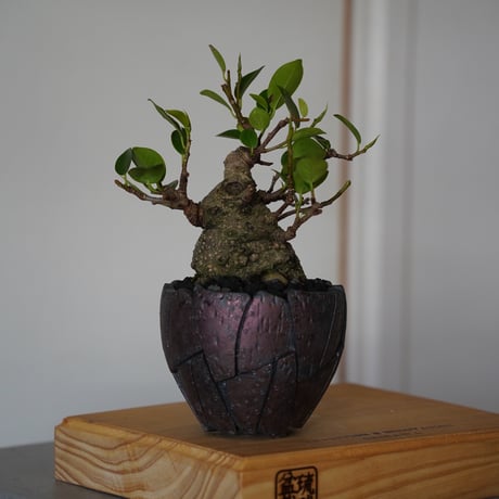 ［31］美形 微イボ ガジュマル Ficus microcarpa × 沖誠 作「 Rivet / Round」3号鉢