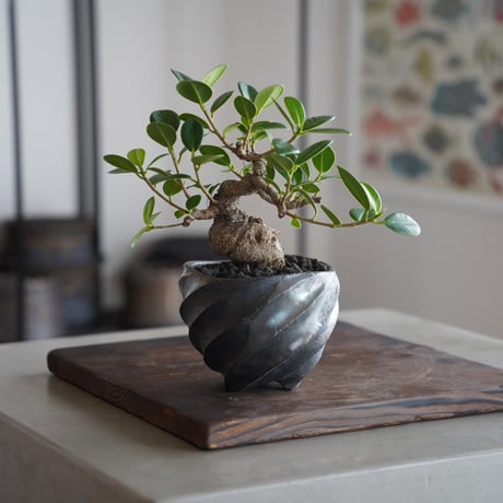 CATEGORY ガジュマル | 陶賊 -TOUZOKU- bonsai & pottery CATEGORY ガジュマル | 陶賊 -TOUZOKU- bonsai & pottery