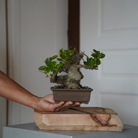 CATEGORY ガジュマル | 陶賊 -TOUZOKU- bonsai & pottery