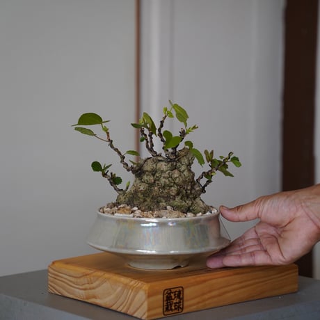 CATEGORY オオハマボウ(ユウナ) | 陶賊 -TOUZOKU- bonsai & po