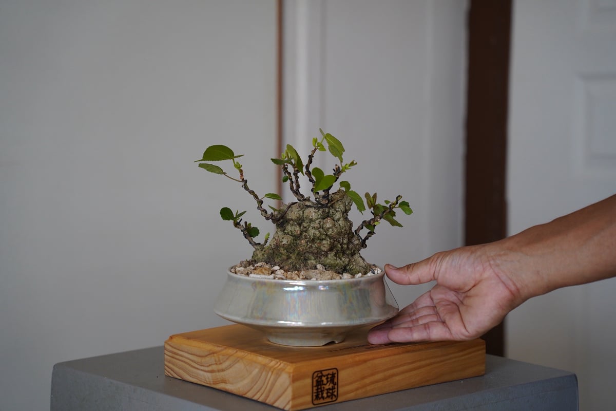 05］イボオオハマボウ Hibiscus Tiliaceus × 坂本新 作「 LUSTER