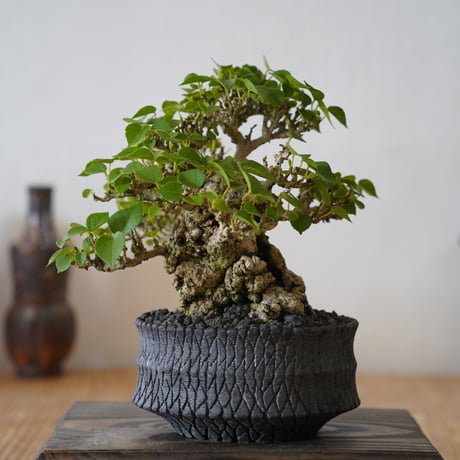 ［07］一級品 小葉イボオオハマボウ Hibiscus Tiliaceus × 沖誠 作「 Bark / shallow 」4号鉢