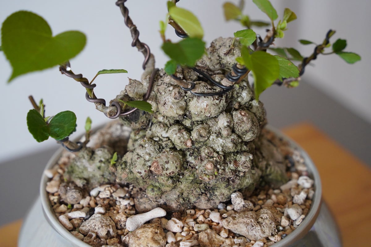 ✨✨✨オオハマボウ【麗イボ系◎珊瑚山形】検/ユウナ/美株品 ✨✨✨オオハマボウ【麗イボ系◎珊瑚山形】検/ユウナ/美株品