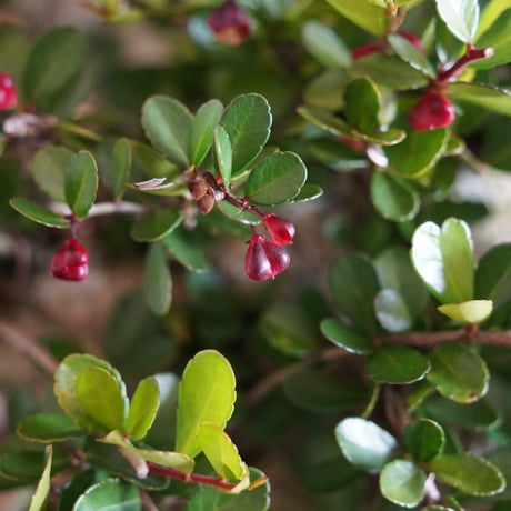 ［64］大株 ハリツルマサキ Gymnosporia diversifolia × なみひら陶房 「シーサー」7号鉢 やちむん