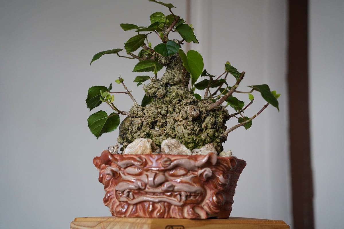 14］大株 イボオオハマボウ Hibiscus Tiliaceus × なみひら陶房