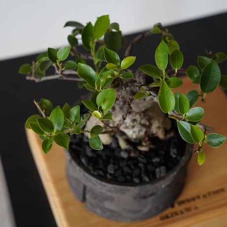 ［11］ドワーフガジュマル Ficus microcarpa × 沼野秀章 「 black wrap 」4号鉢 笠間焼